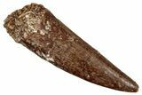 Fossil Plesiosaur (Zarafasaura) Tooth - Morocco #349836-1